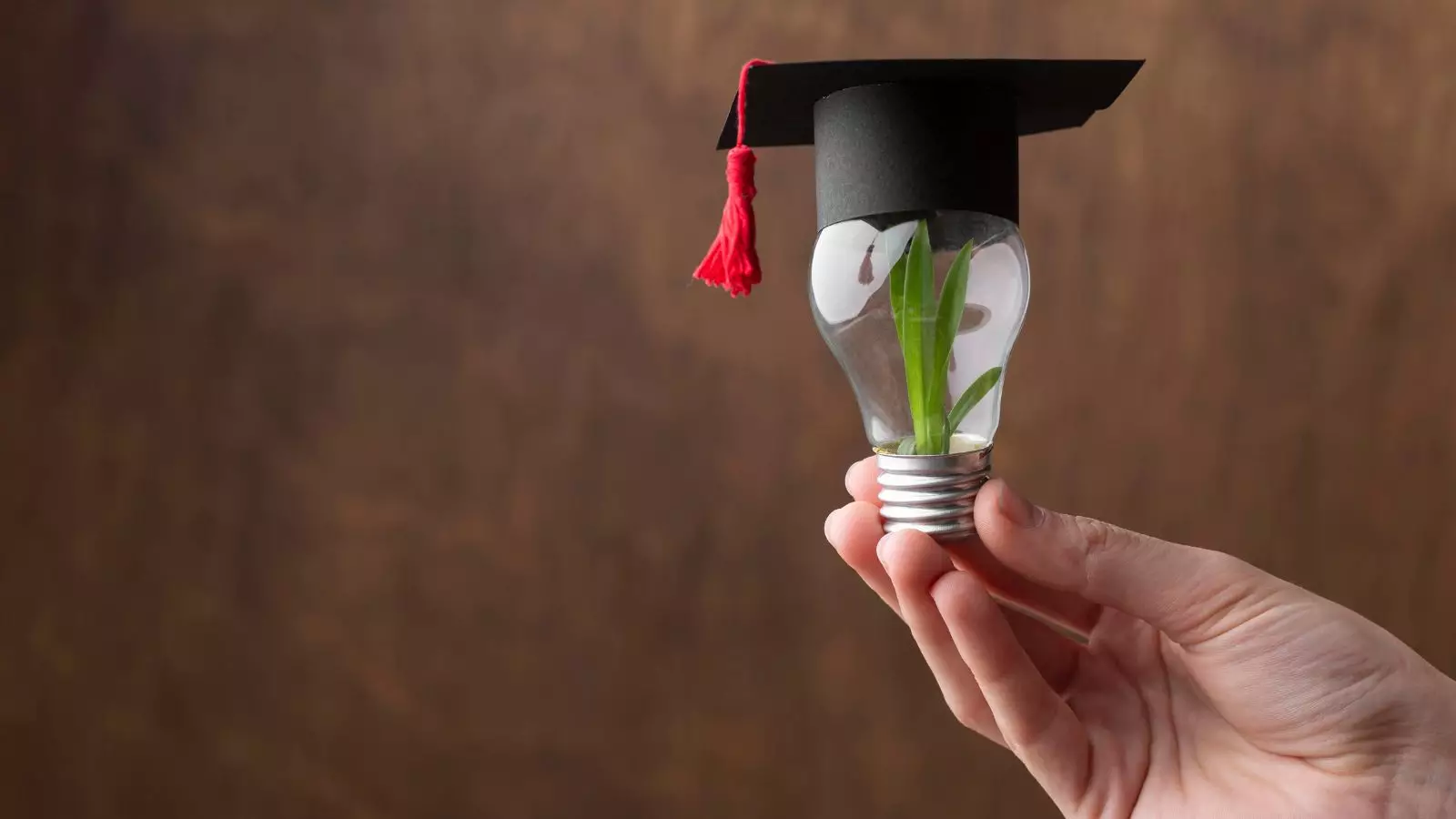 Imagem de uma lâmpada com planta e chapéu de formatura, representando mba em sustentabilidade.