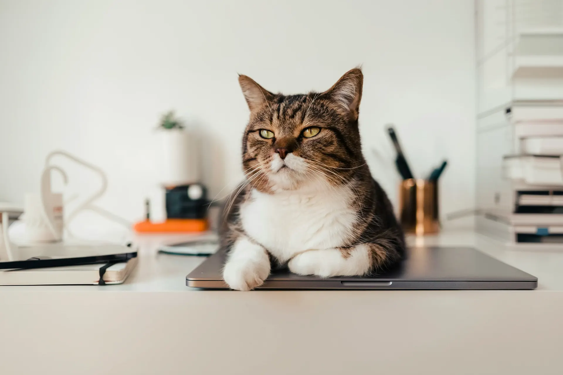 Gato deitado sobre um notebook fechado
